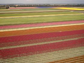 Tulip fields - NL by Ramon Pallares